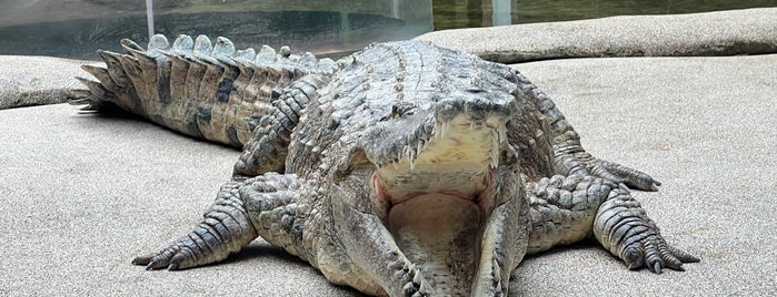 WILD LIFE Sydney Zoo is one of SYD MEL 2019.