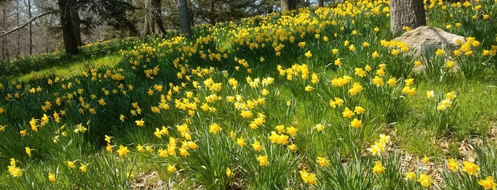 Daffodil Hill is one of Brooklyn Botanic.