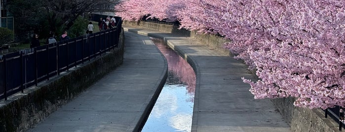 淀緑地（淀水路の河津桜並木） is one of Kyoto.