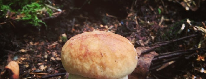 В лес по грибы is one of Locais curtidos por Ruslan.