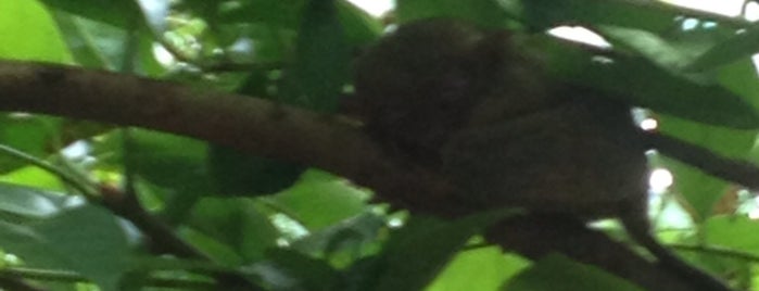 Tarsier Conservation Area is one of Edzelさんのお気に入りスポット.