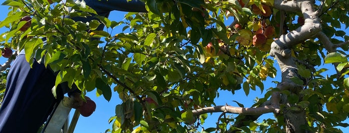 Honey Pot Hill Orchards is one of Apple Cider Donuts.