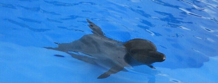 Dolphinaris is one of Tom : понравившиеся места.