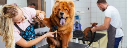 Dog Boarding and Grooming in New York NY