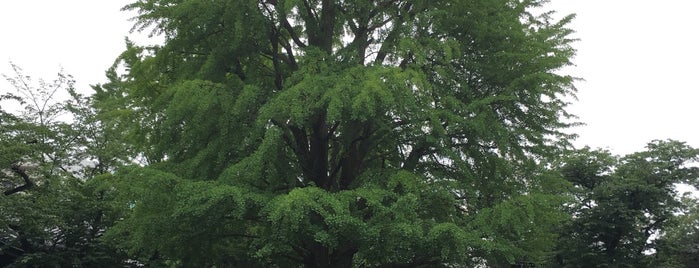 善福寺のイチョウ is one of สถานที่ที่ Takuma ถูกใจ.