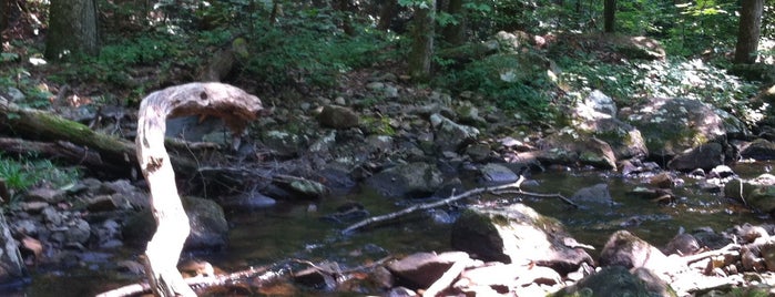 Cherokee National Forest is one of Great Hiking in SE Tennessee.