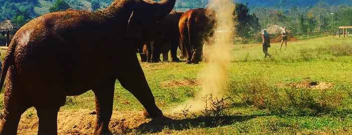 Elephant Nature Park is one of Thailand 🇹🇭 & Vietnam 🇻🇳.