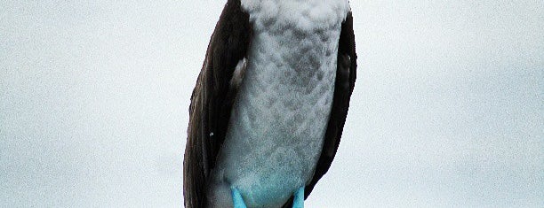 Isla Isabela is one of Islas Galápagos.