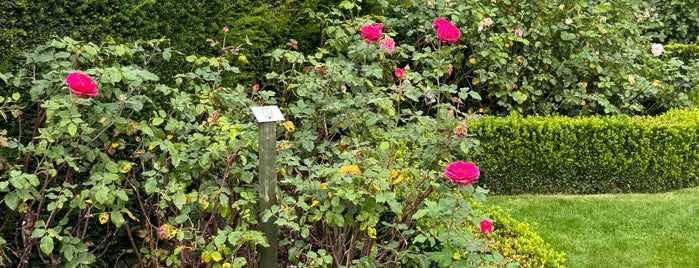 David Austin Roses - UK Gardens & Plant Centre is one of Locais curtidos por Daniel.