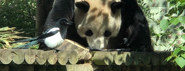 Pandas at Edinburgh Zoo is one of Locais curtidos por rebeka.