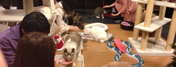 Cat Cafe Calico is one of Semester at Sea Spring 2013.