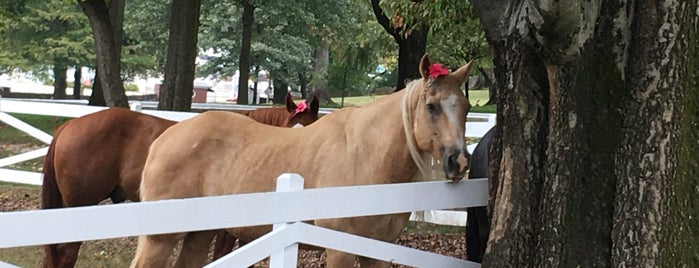 Graceland Stables is one of Tennessee must visits!.