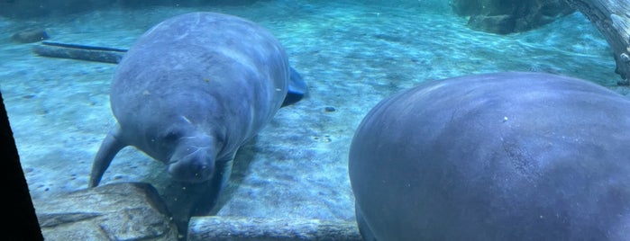 Otto M Budig Manatee Springs is one of The 15 Best Places for Exhibits in Cincinnati.
