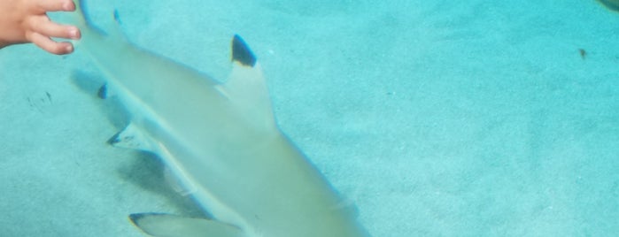 Shark Lagoon is one of Lugares favoritos de Lucia.