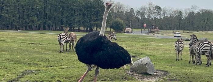 Six Flags Wild Safari is one of New Jersey.