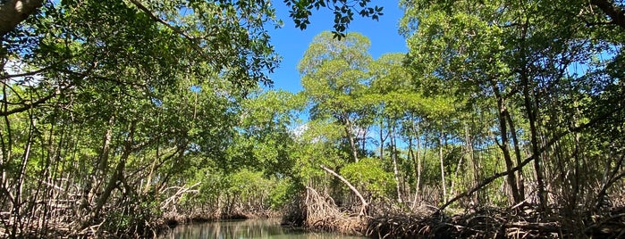 Parque Nacional Los Haitises is one of Dominican Republic.