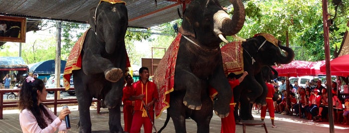 Ayutthaya Elephant Camp is one of อยุธยา สุพรรณบุรี.