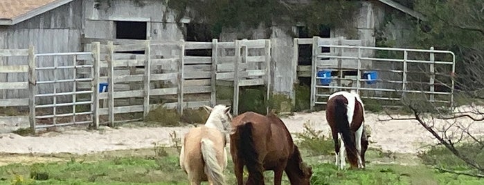 Ocracoke Pony Pasture is one of Ocracoke.