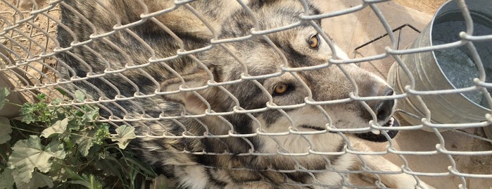 W.H.A.R. Wolf Rescue is one of Tempat yang Disukai Jaden.