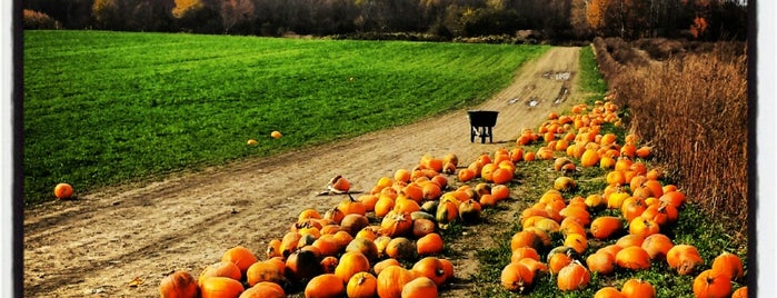 Tim's Pumpkin Patch is one of Lauren's Saved Places.