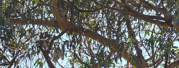 Kafe Koala is one of 2013 Australian Vacation.