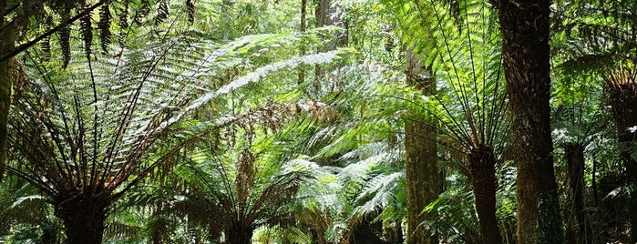 Great Otway National Park is one of Australia - Must do.