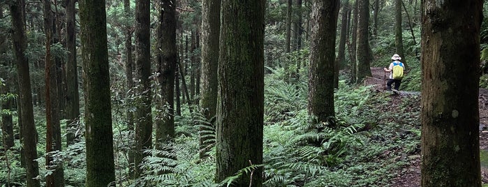 東眼山國家森林遊樂區 is one of สถานที่ที่บันทึกไว้ของ Rob.