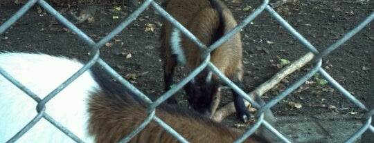 Dierenpark Maastricht is one of Orte, die Vitaly gefallen.