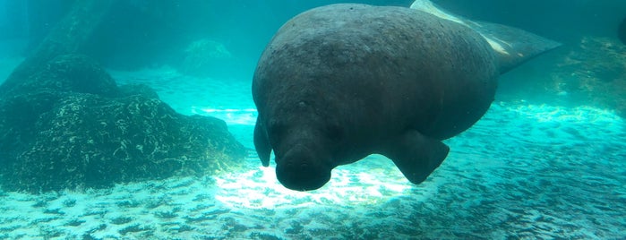 Manatee Tank is one of Florida.