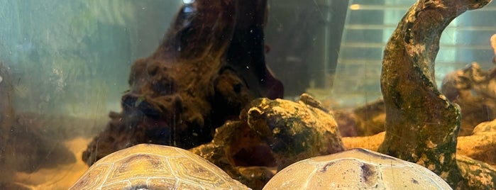 Tybee Island Marine Science Center is one of GEORGIA.