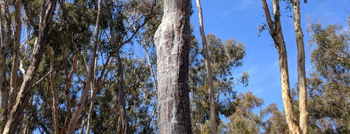 The Talking Tree is one of Around San Diego.