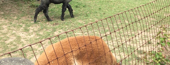 Bay Springs Farm Alpacas is one of สถานที่ที่ Ronnie ถูกใจ.