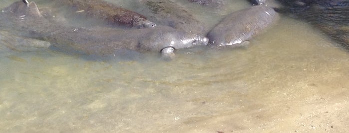Manatee Viewing Center is one of Lugares guardados de Colleen.
