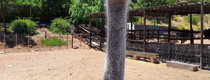 Cango Ostrich Farm is one of The Garden Route.