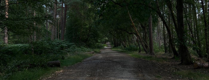 Go Ape Bracknell is one of Kids - Reading & Around.