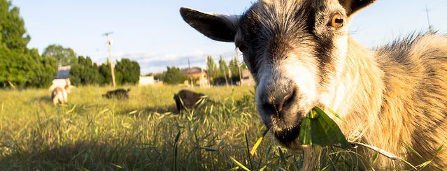 The Belmont Goats is one of Portland.