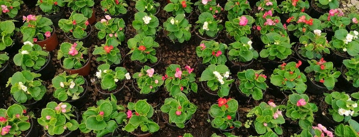 Azaleas y Flores de Morelos is one of Jennice 님이 좋아한 장소.