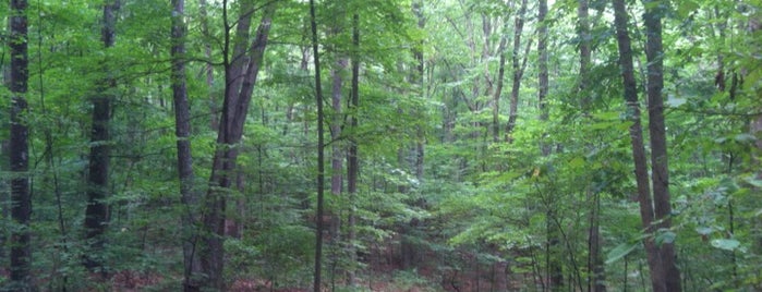 Hoosier National Forest is one of United States National Forests.