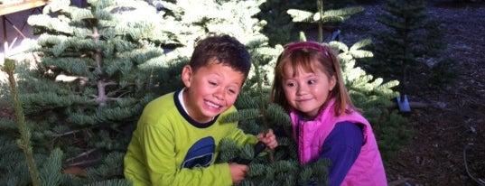 Christmas Tree Lot is one of FAVORITE :-).