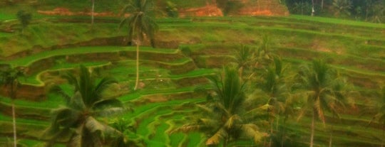 Tegallalang Rice Terraces is one of Beautiful places to do an engagement photo in Bali.