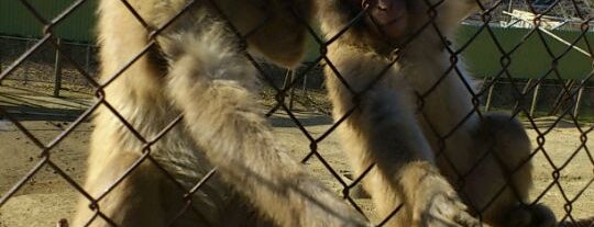 高宕山自然動物園 is one of 動物園.