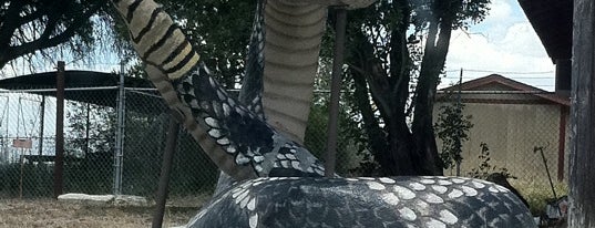 Largest Rattlesnake In Texas is one of World's Largest ____ in the US.