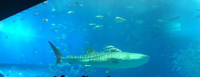 Okinawa Churaumi Aquarium is one of 海洋博公園.