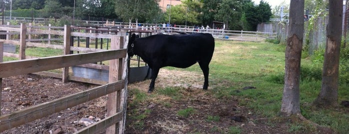 Kentish Town City Farm is one of Places to check out (non-food related).