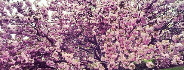 National Cherry Blossom Festival is one of DC Bucket List.