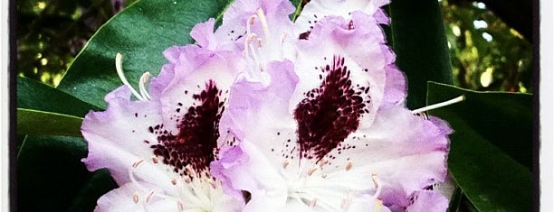 Crystal Springs Rhododendron Garden is one of PDX: To-Dos in Portlandia.