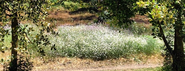 Golden Gate Park is one of SF/Monterey/Napa 2012.