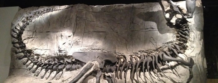 Royal Tyrrell Museum of Paleontology is one of สถานที่ที่บันทึกไว้ของ Irina.