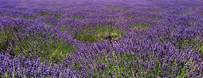 Lavender By the Bay - New York's Premier Lavender Farm is one of A Weekend Away in North Fork, Long Island.