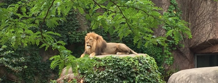 Lincoln Park Zoo is one of Top 20 Free Things to Do in Chicago.